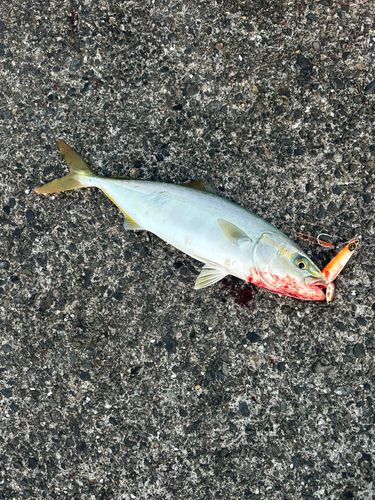 ワカシの釣果