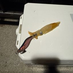 ケンサキイカ