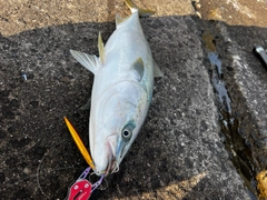 ワラサの釣果