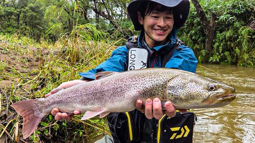 イトウの釣果
