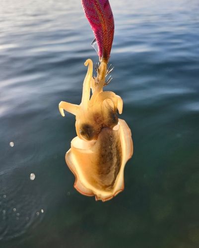 コウイカの釣果