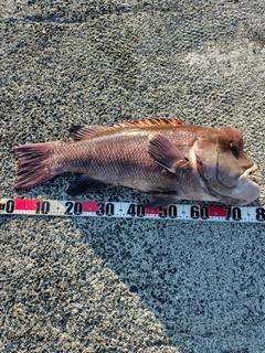 コブダイの釣果