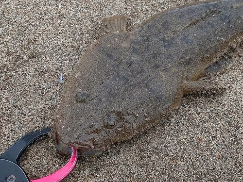 マゴチの釣果