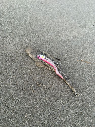 コチの釣果