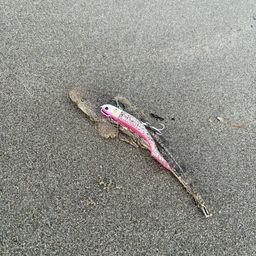 コチ