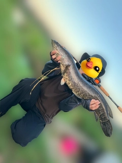 ライギョの釣果