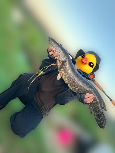 ライギョの釣果
