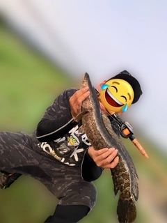 ライギョの釣果