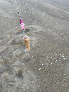 エソの釣果