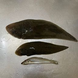 シタビラメ