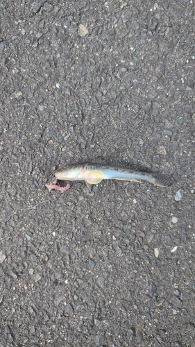 マハゼの釣果