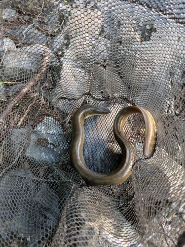 ニホンウナギの釣果