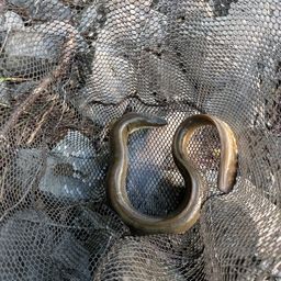 ニホンウナギ