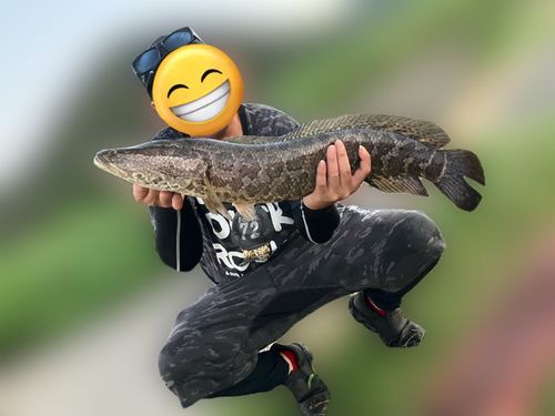 ライギョの釣果