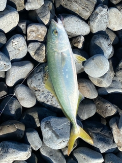 ワカシの釣果