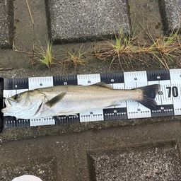 フッコ（マルスズキ）