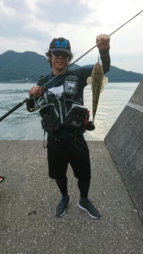 マゴチの釣果