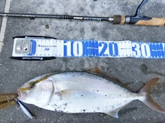 ネイリの釣果