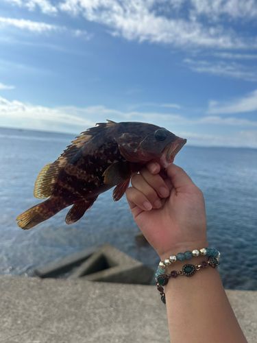 キジハタの釣果