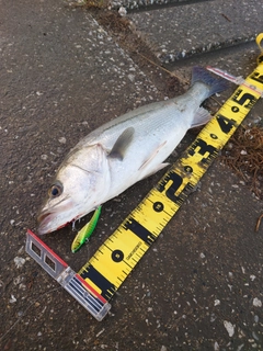 シーバスの釣果