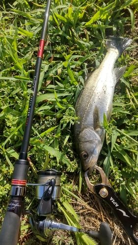 釣果