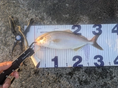 ショゴの釣果