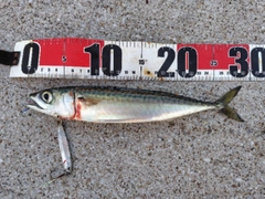 サバの釣果