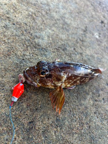 アラカブの釣果