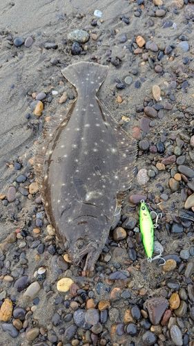 マゴチの釣果