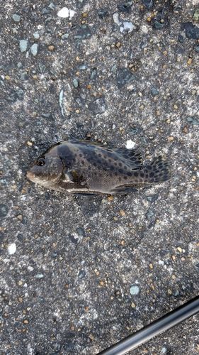 コショウダイの釣果