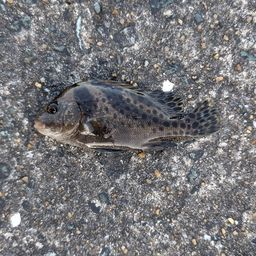 コショウダイ