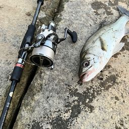 フッコ（マルスズキ）