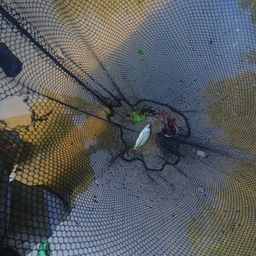 ブラックバス