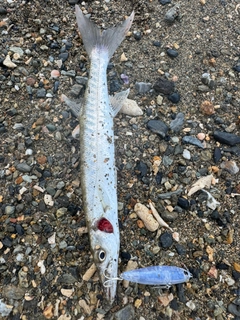 イケカツオの釣果