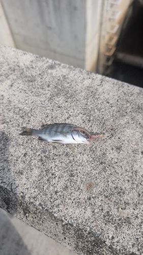 鳥の海