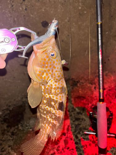 キジハタの釣果