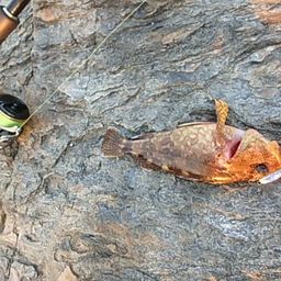 アラカブ