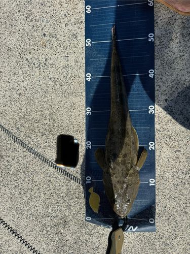 マゴチの釣果