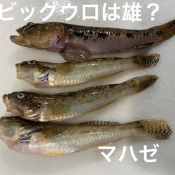 マハゼ