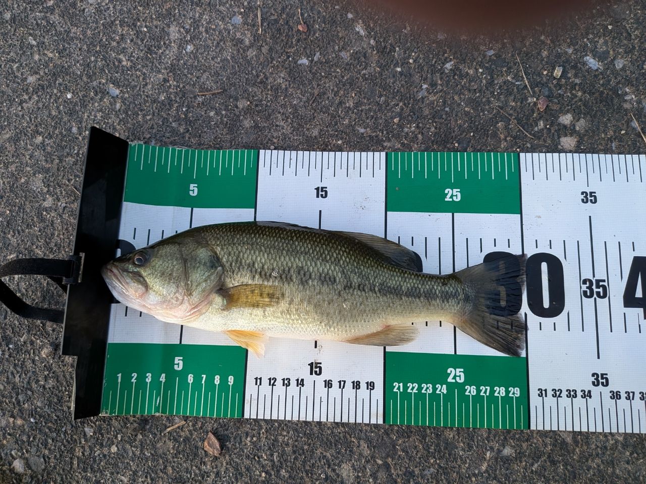 ラージマウスバス