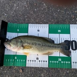 ラージマウスバス