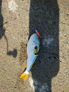 シマフグの釣果