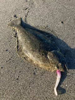 ヒラメの釣果