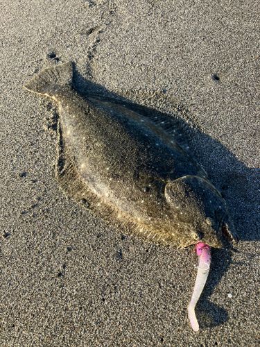 ヒラメの釣果