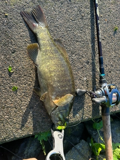 スモールマウスバスの釣果