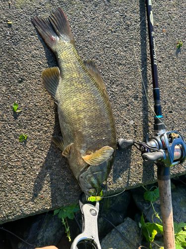 スモールマウスバスの釣果