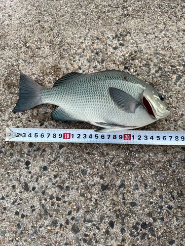 グレの釣果