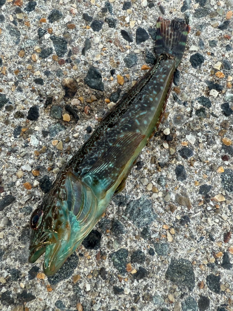 グレ