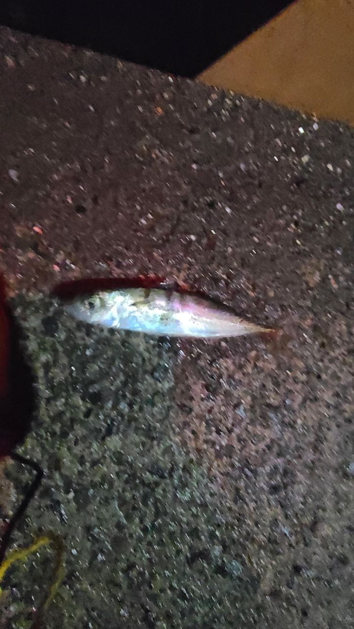 サバ