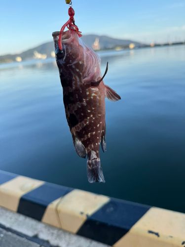 敦賀湾